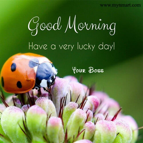 Good Morning Wishes from Boss - Good Morning Images