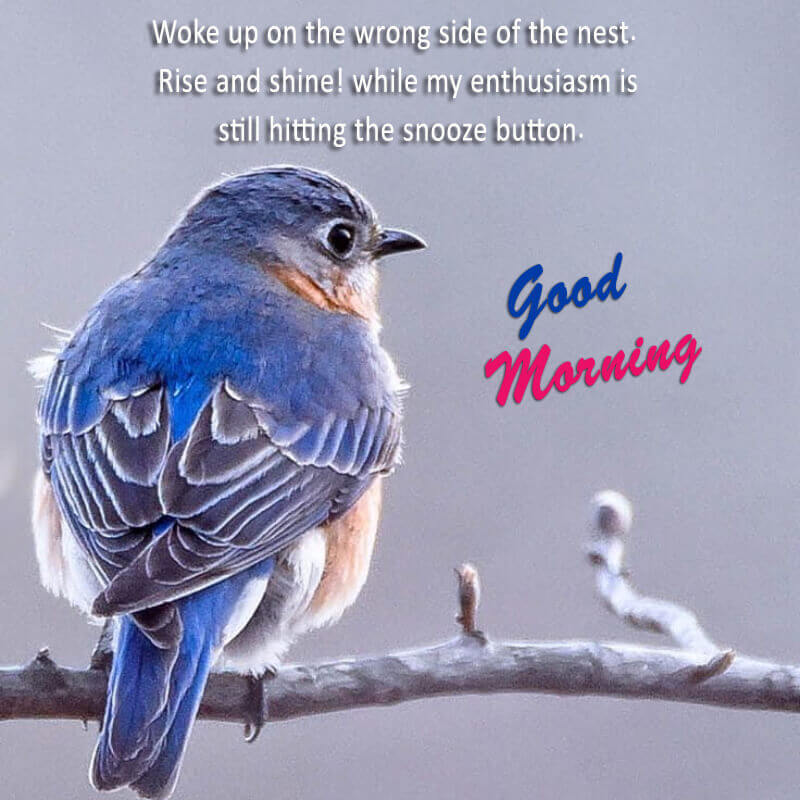101 Good Morning Images with Birds