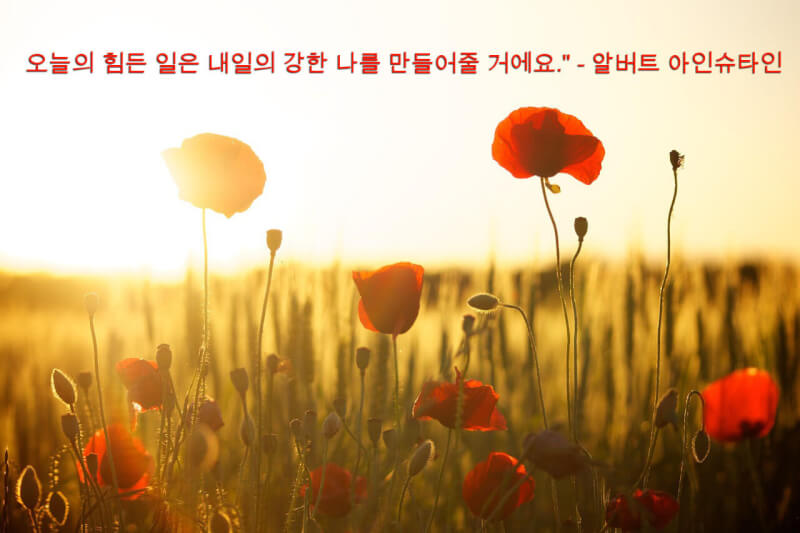 Good Morning in Korean Images